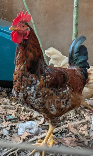 Big Male Fowl for Enjoyment and Breeding