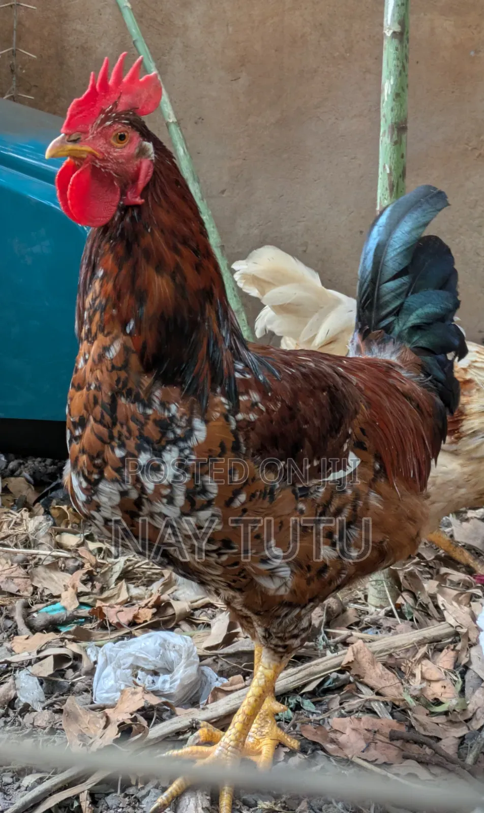 Big Male Fowl for Enjoyment and Breeding
