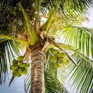 Coconut Sellers Needed in Kumasi