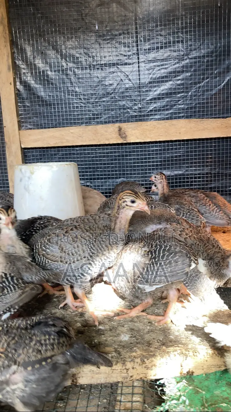 Guinea Fowl Keet