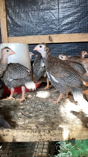 Guinea Fowl Keet