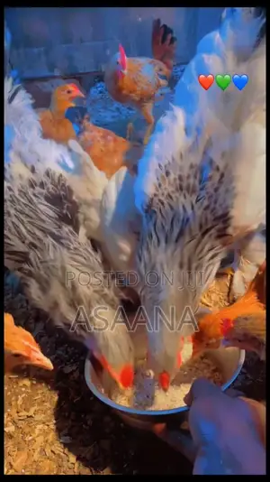 Local Chickens
