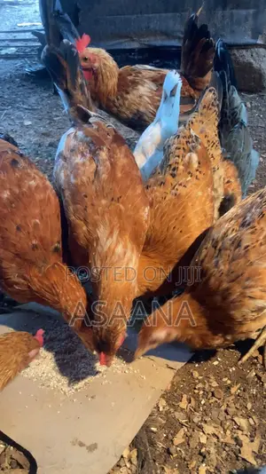 Local Chickens
