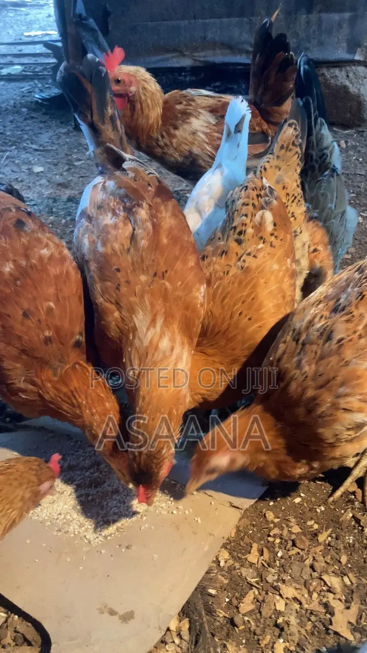 Local Chickens