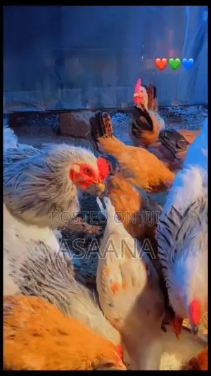Local Chickens