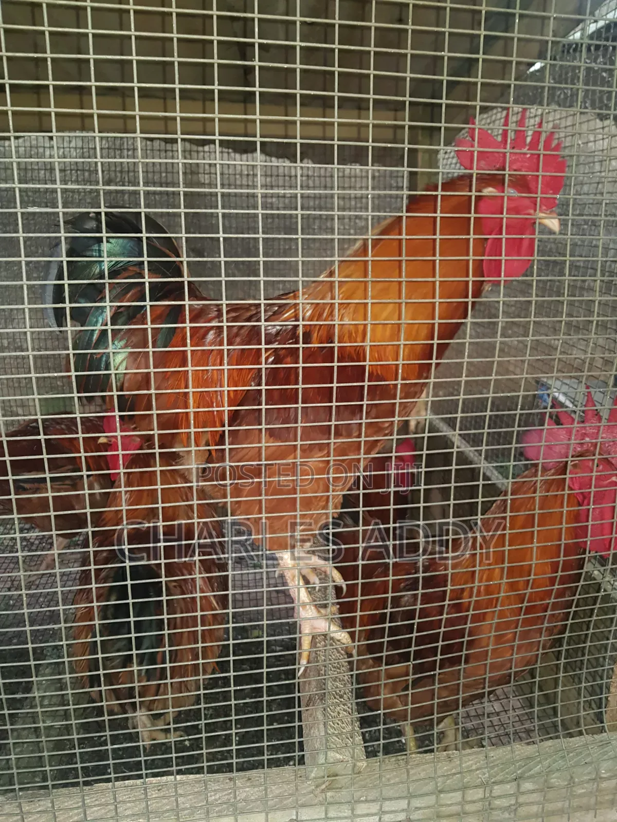 Very Heavy Cockerels for Sale