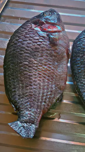 Fresh. Tilapia Available