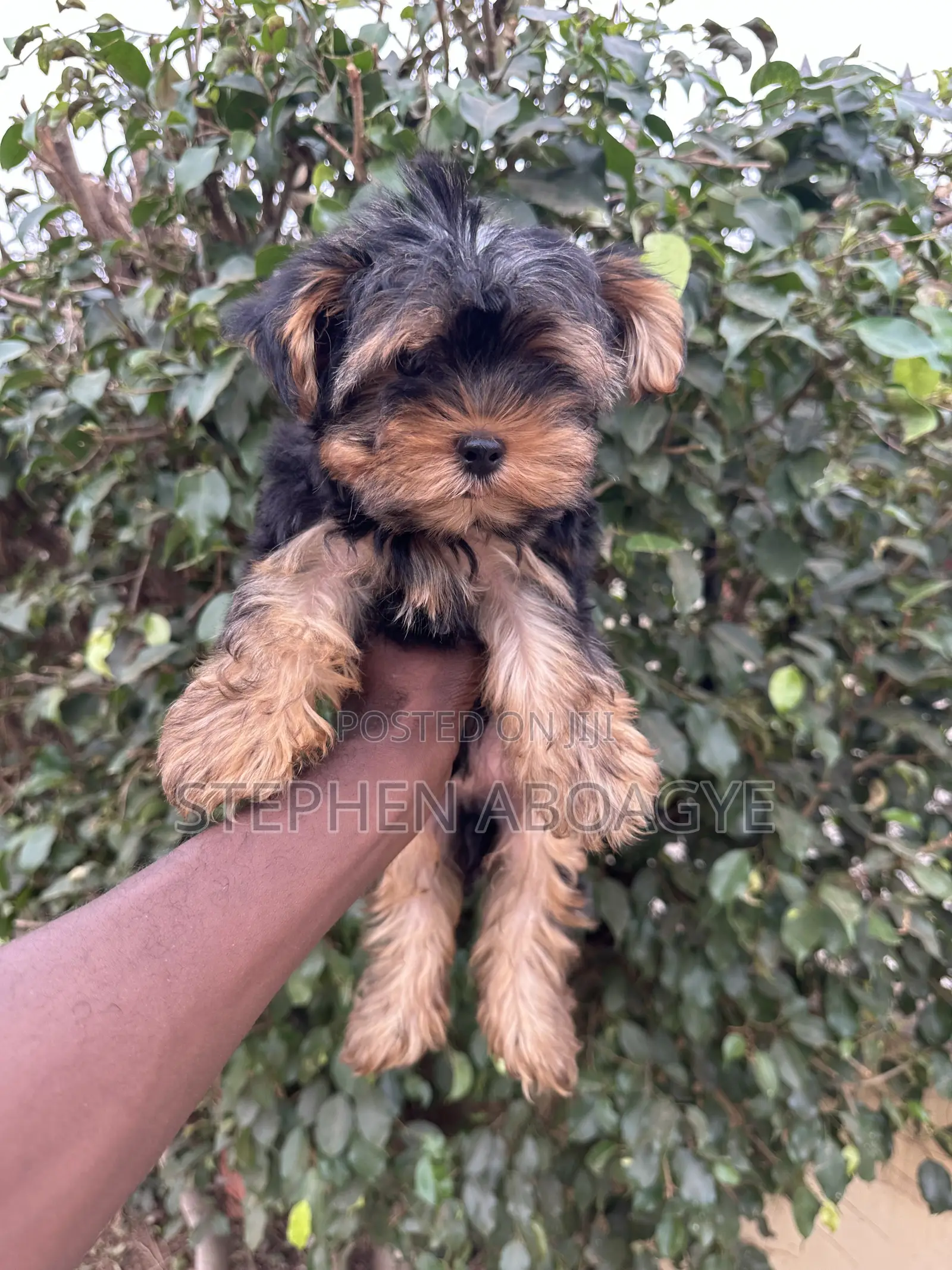 1-3 months Male Purebred Yorkshire Terrier