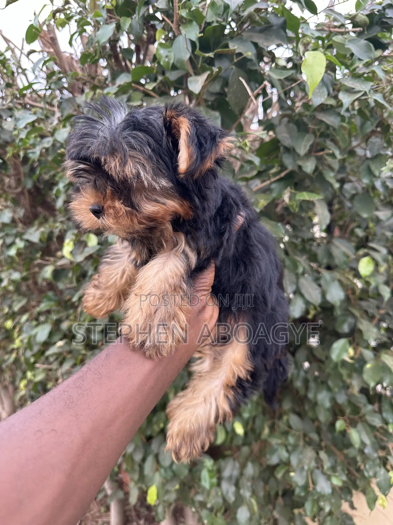 1-3 months Male Purebred Yorkshire Terrier