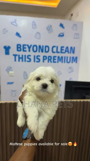 1-3 months Male Mixed Breed Poodle