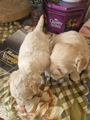 1-3 months Male Mixed Breed Poodle