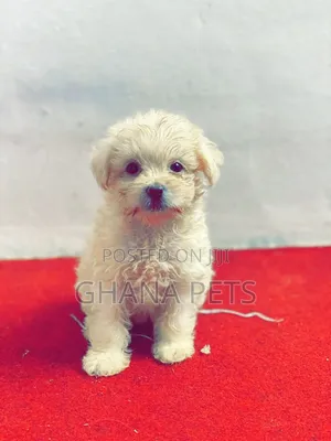 1-3 months Male Mixed Breed Poodle