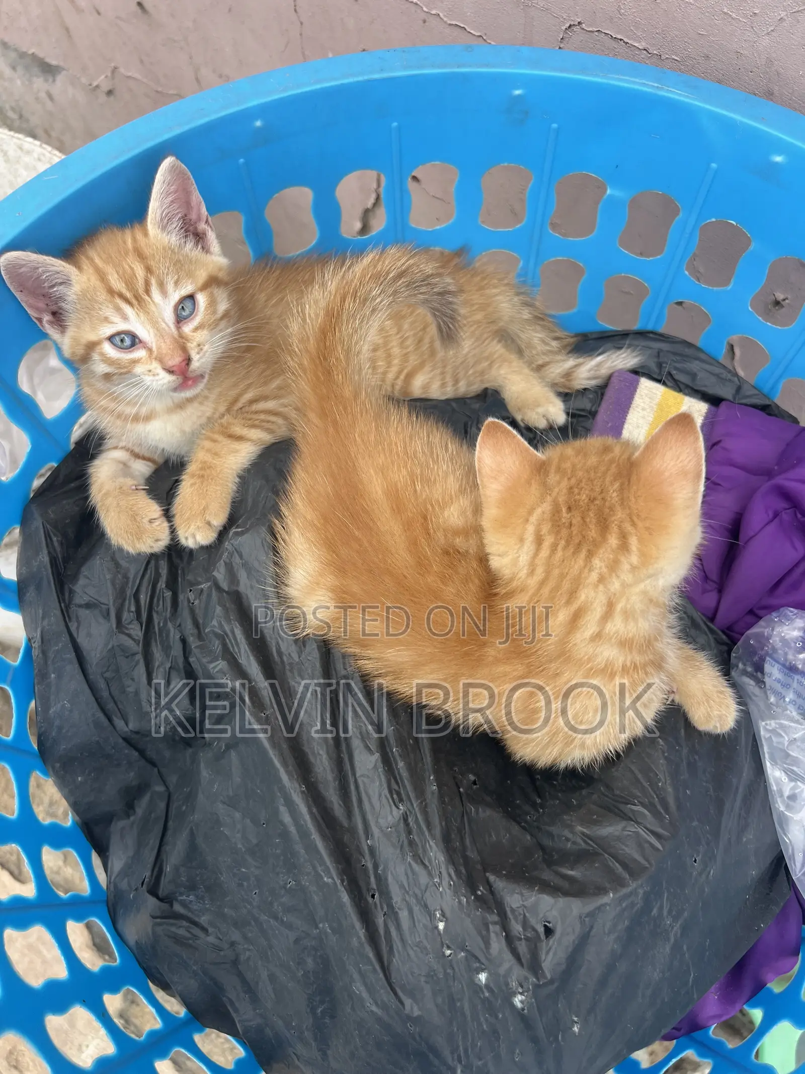 1-3 months Male Mixed Breed Cat