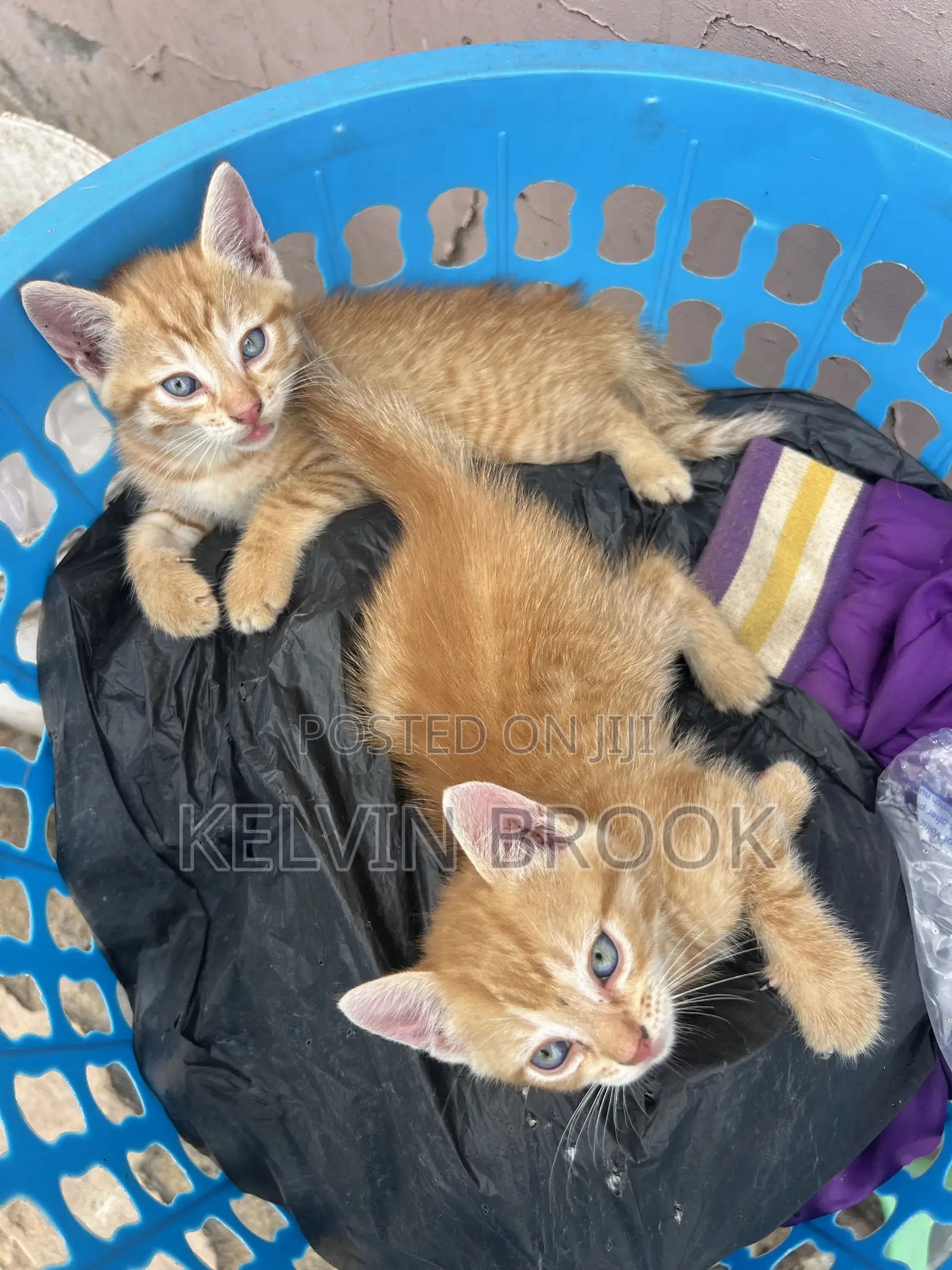 1-3 months Male Mixed Breed Cat