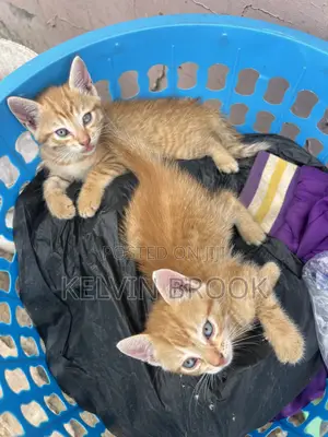 1-3 months Male Mixed Breed Cat