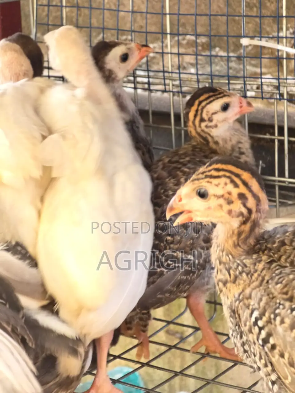 5 Week Old Guinea Fowls