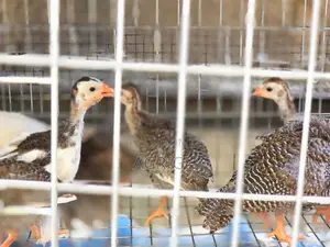 5 Week Old Guinea Fowls