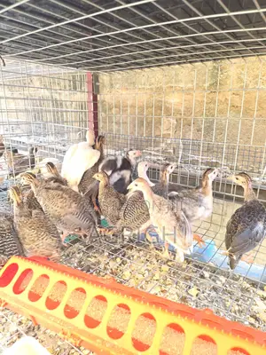 5 Week Old Guinea Fowls