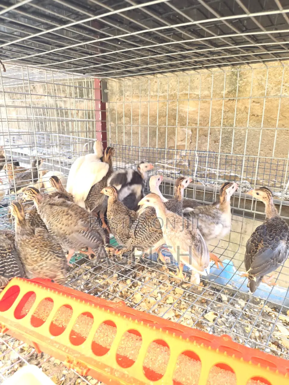 5 Week Old Guinea Fowls