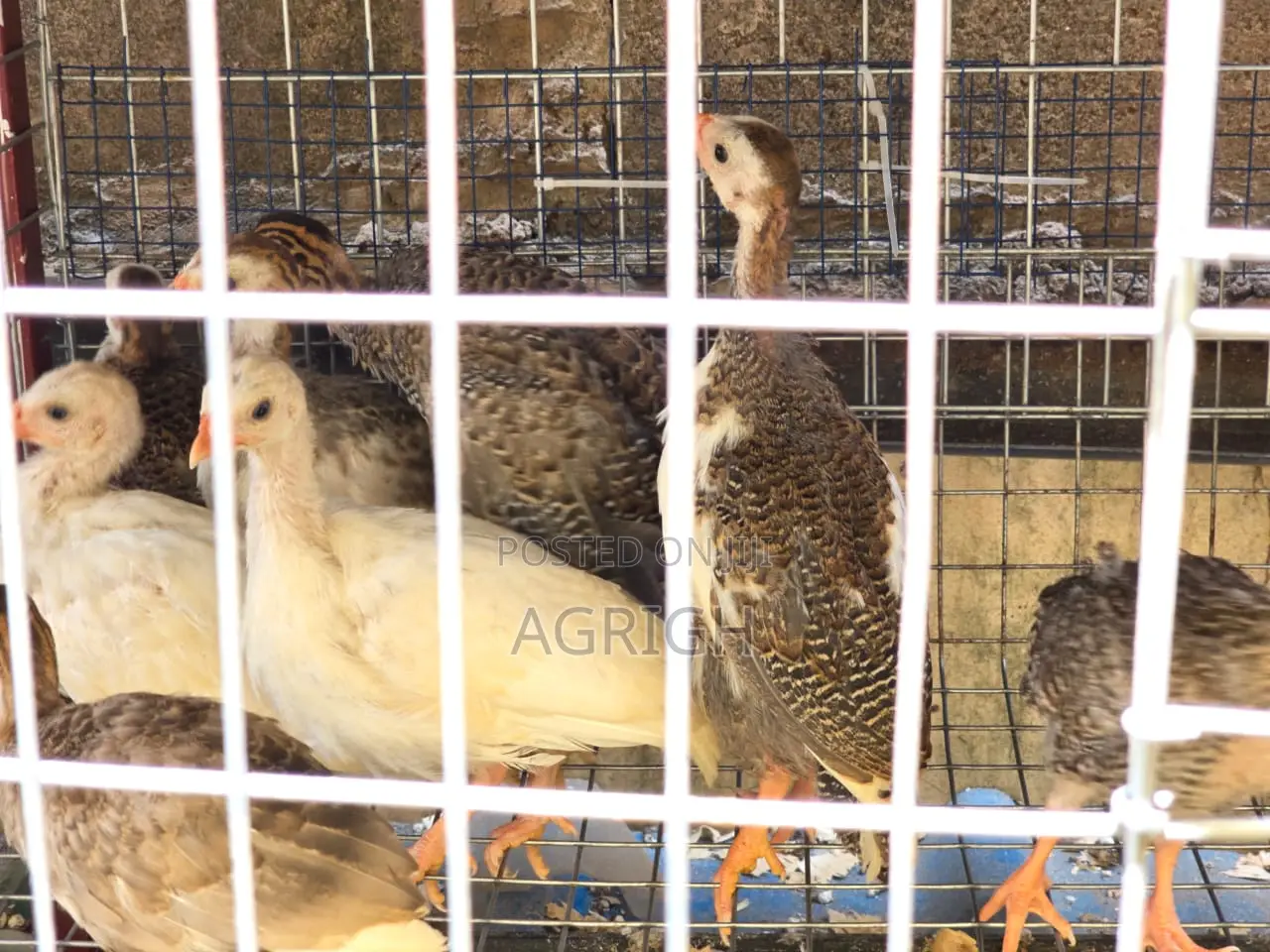 5 Week Old Guinea Fowls