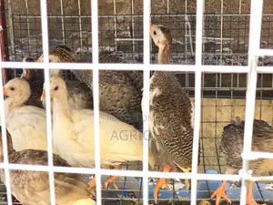 5 Week Old Guinea Fowls
