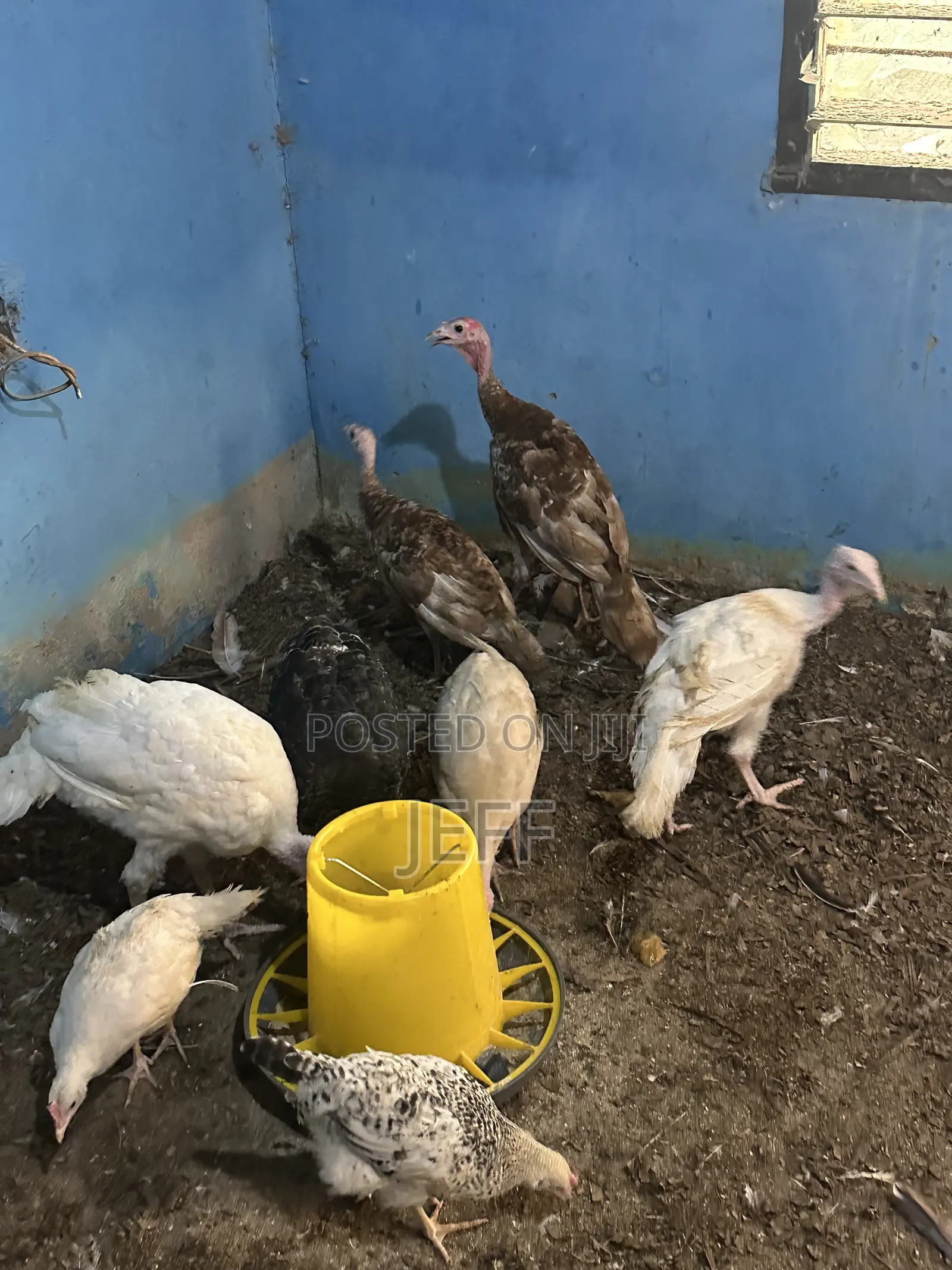 Turkey Birds