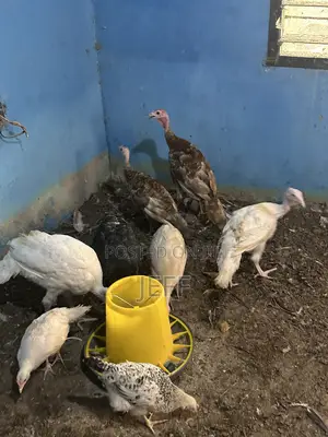 Turkey Birds