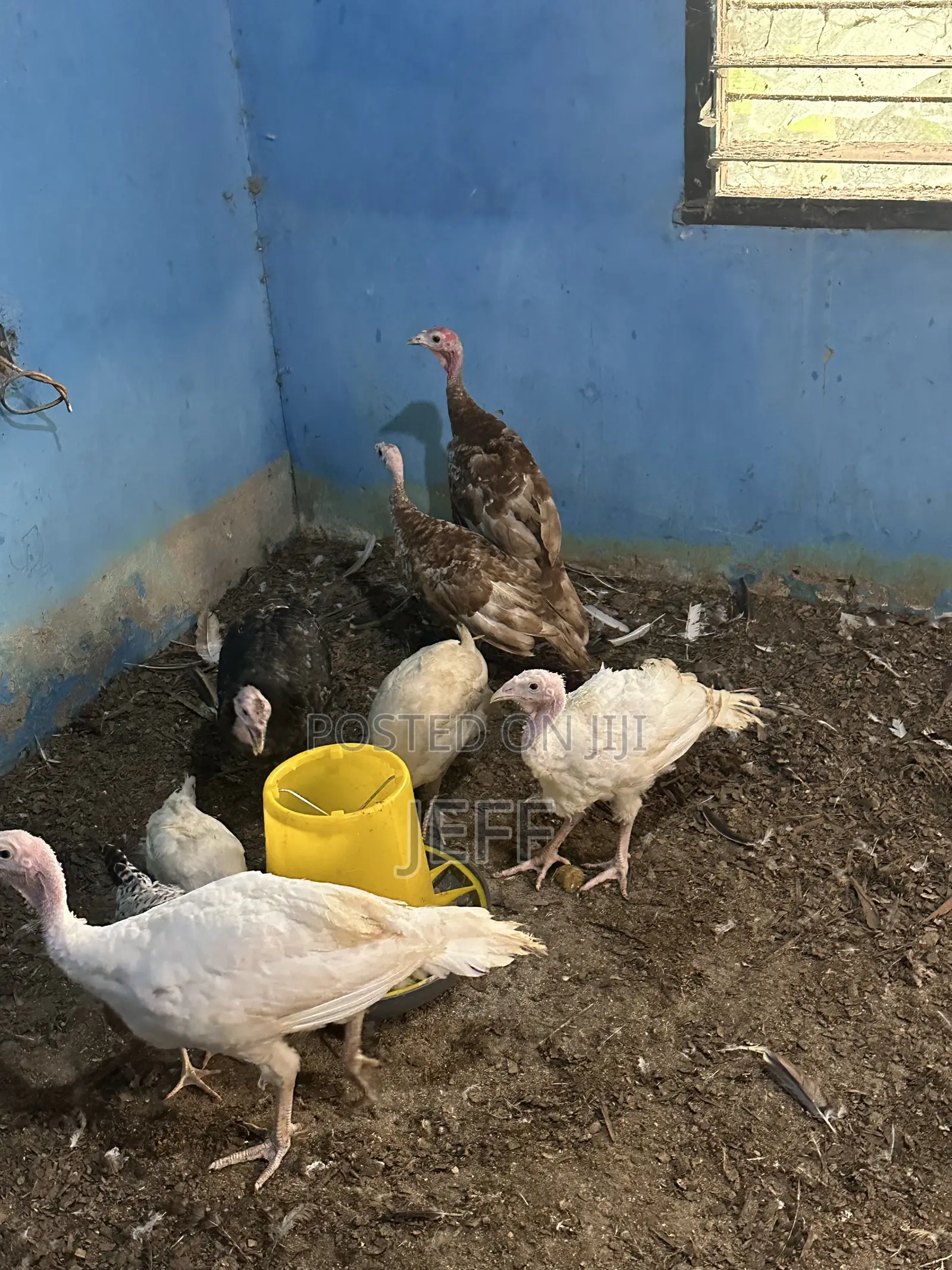 Turkey Birds