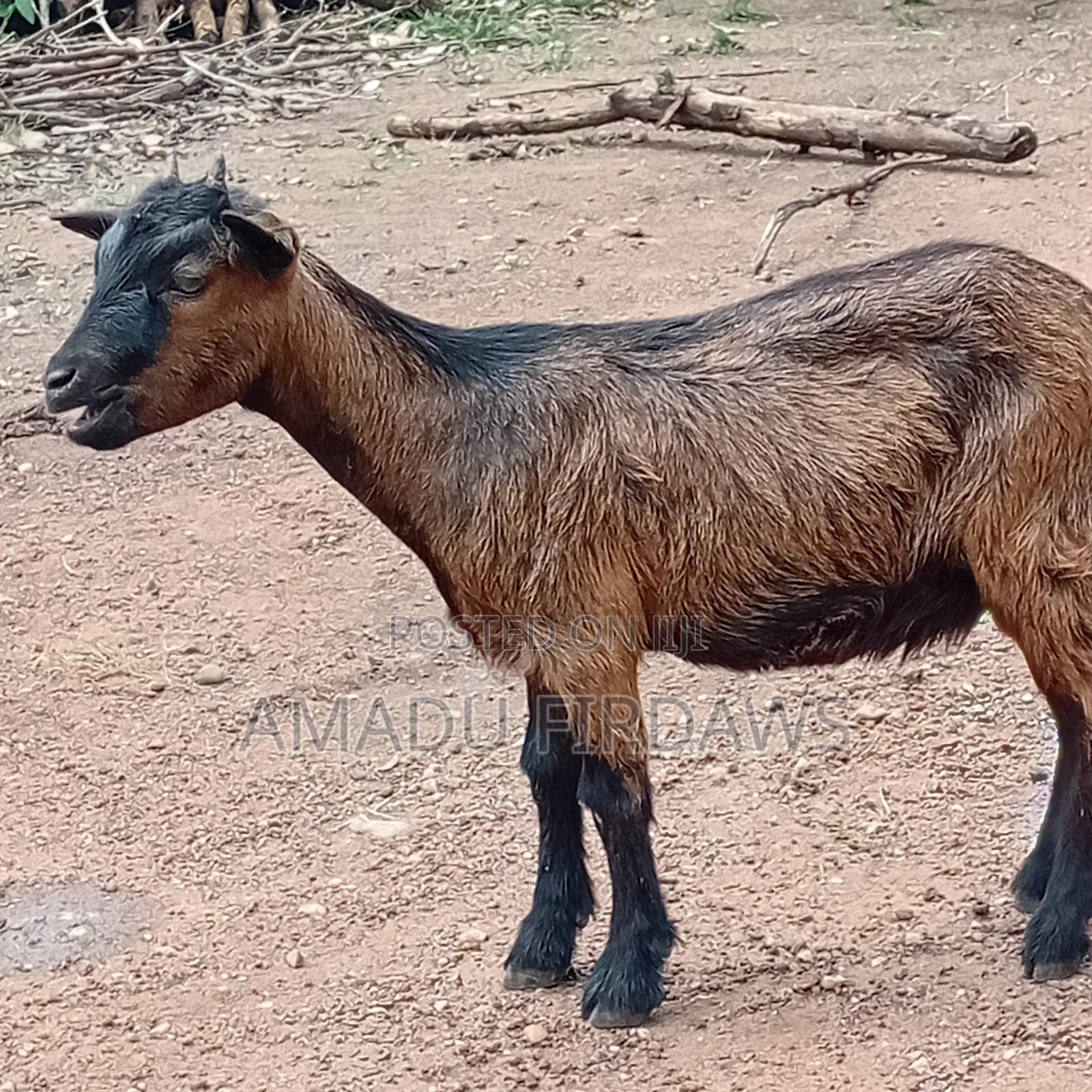 Goat Is Selling