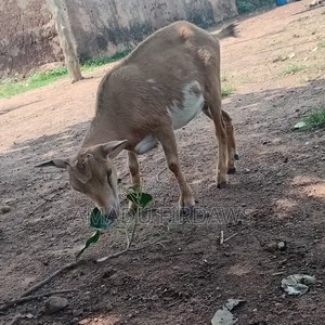 Goat Is Selling