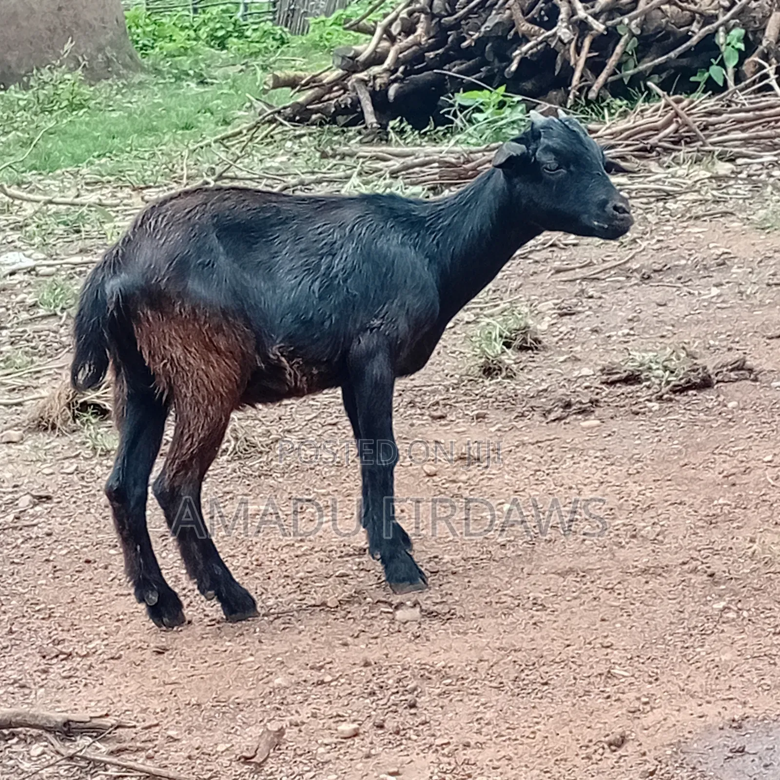 Goat Is Selling