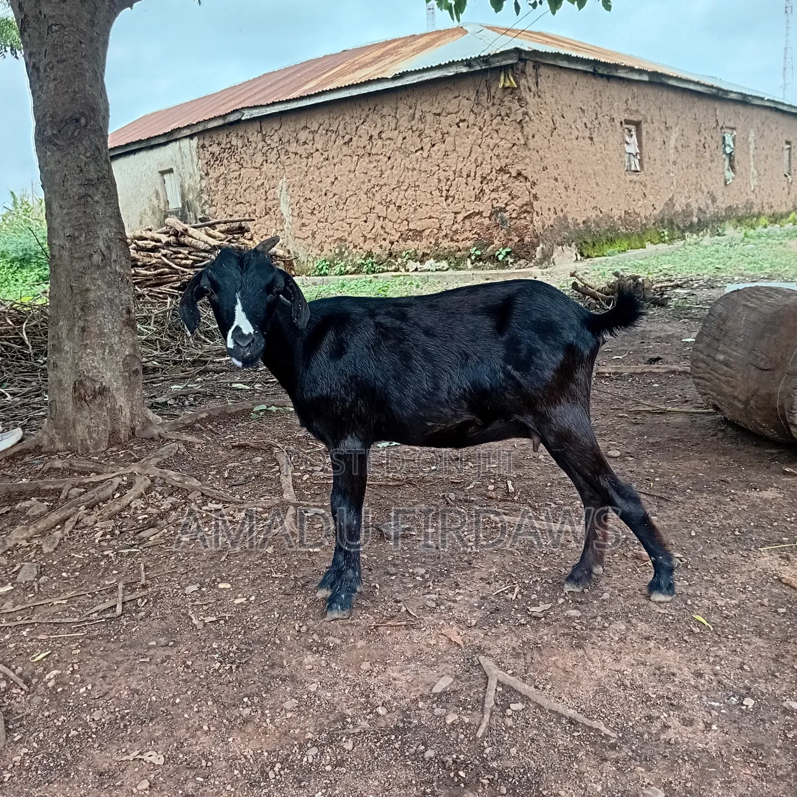Goat Is Selling