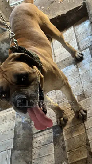 1+ year Male Purebred Boerboel