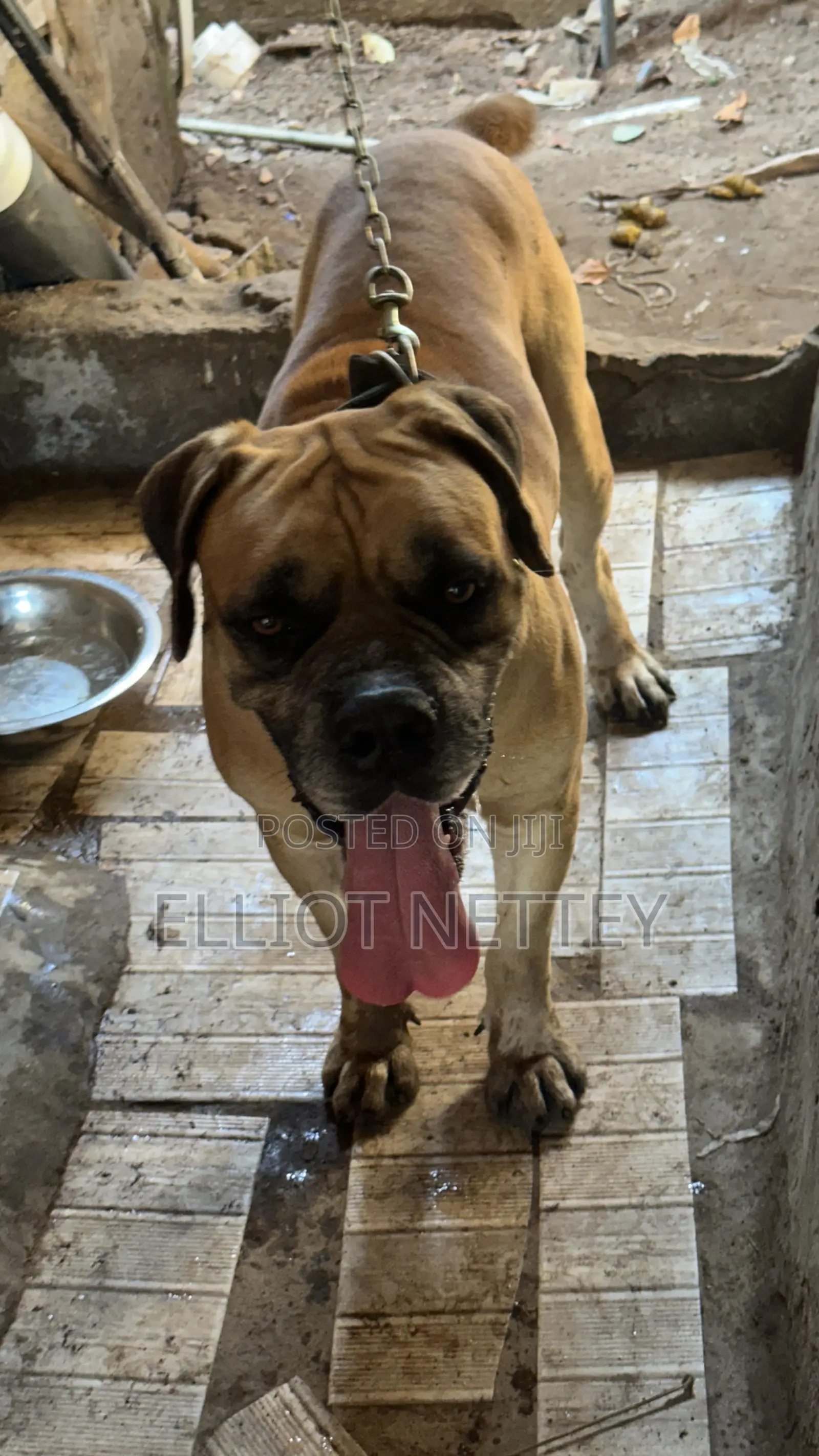 1+ year Male Purebred Boerboel