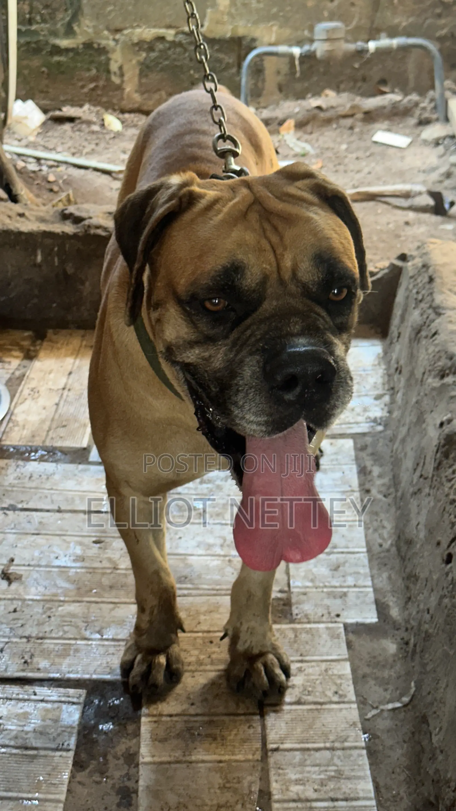 1+ year Male Purebred Boerboel