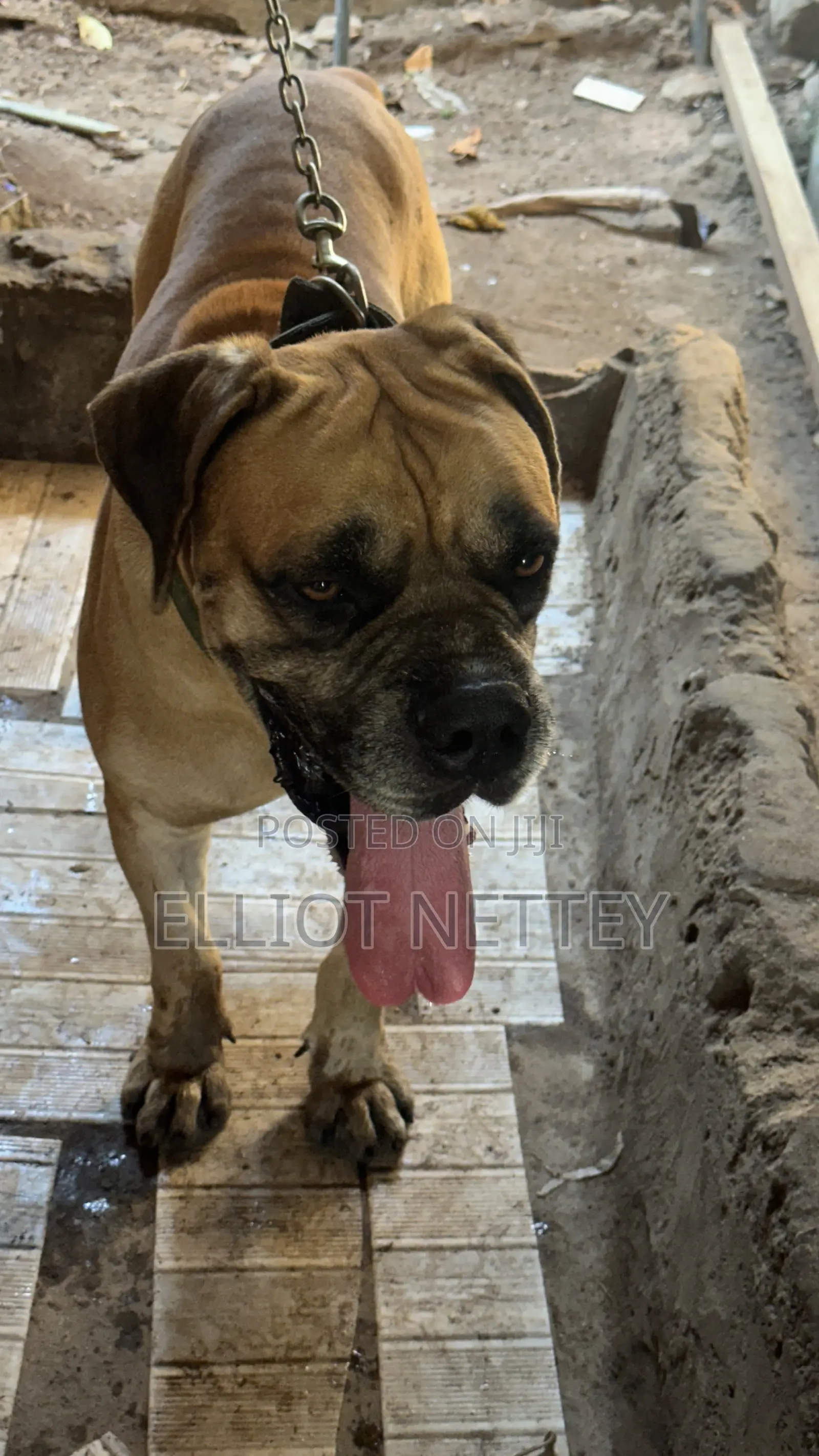 1+ year Male Purebred Boerboel