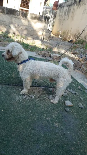 1+ year Male Purebred Poodle
