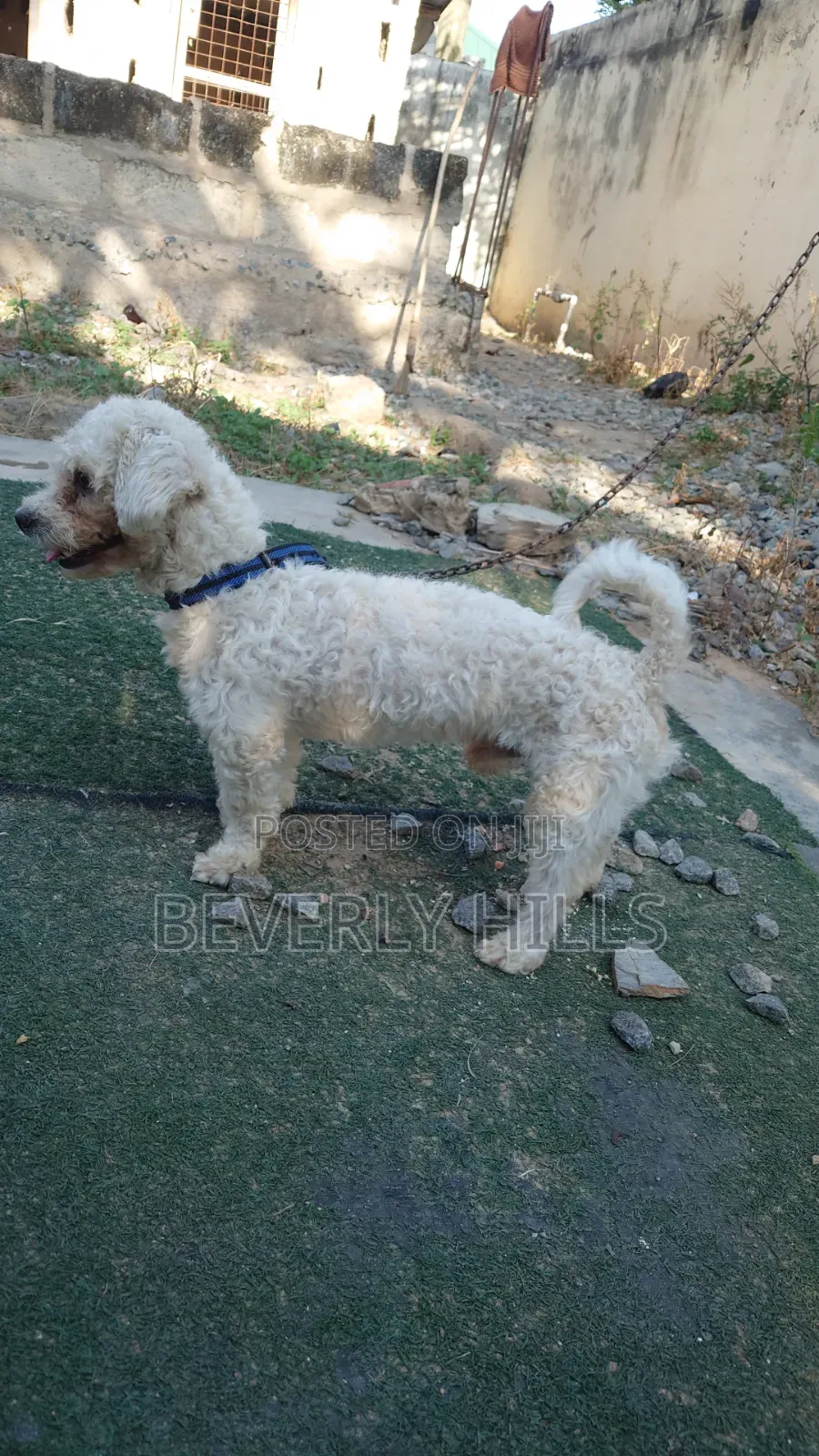 1+ year Male Purebred Poodle