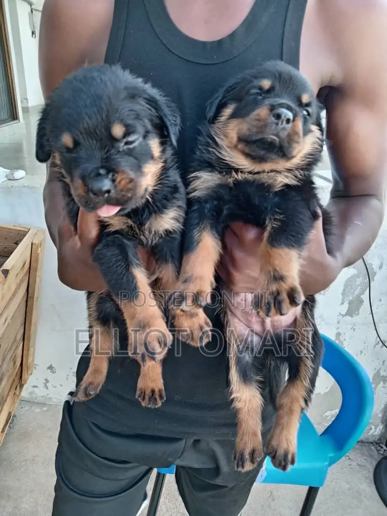 1-3 months Male Purebred Rottweiler