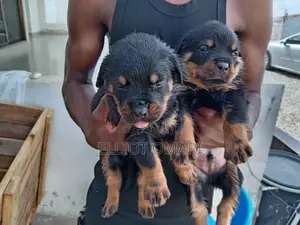 1-3 months Male Purebred Rottweiler