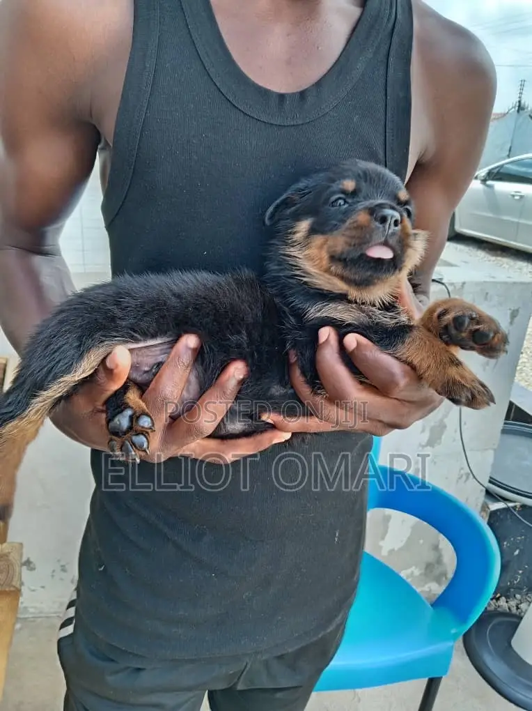 1-3 months Male Purebred Rottweiler