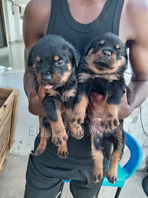 1-3 months Male Purebred Rottweiler