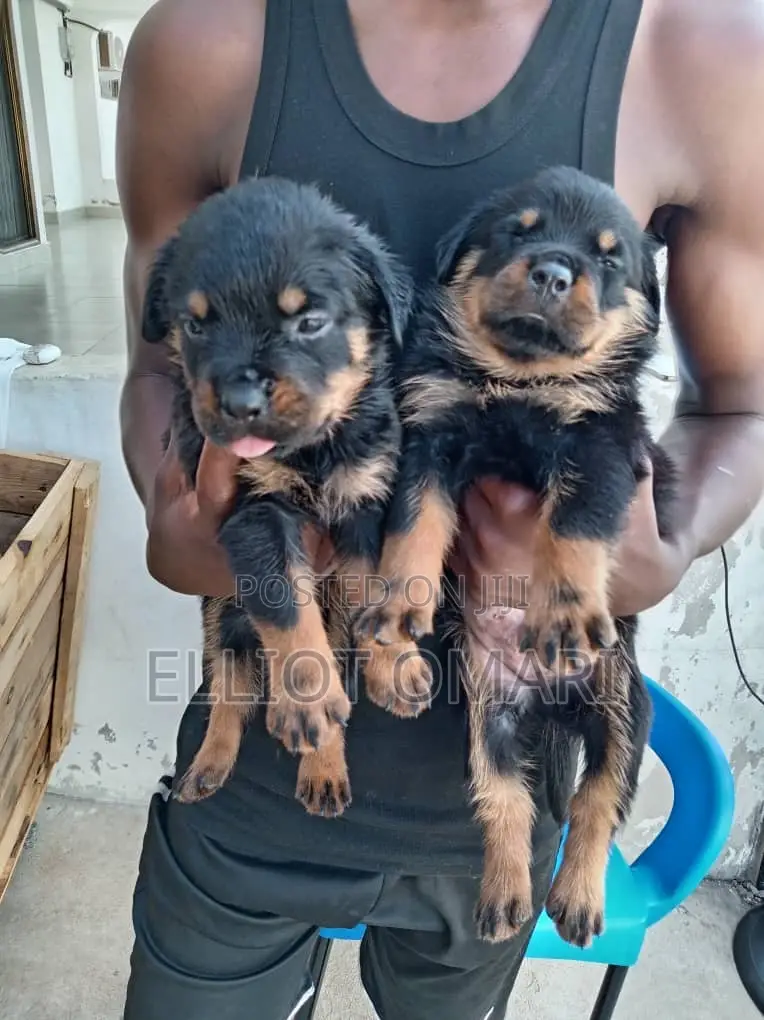 1-3 months Male Purebred Rottweiler
