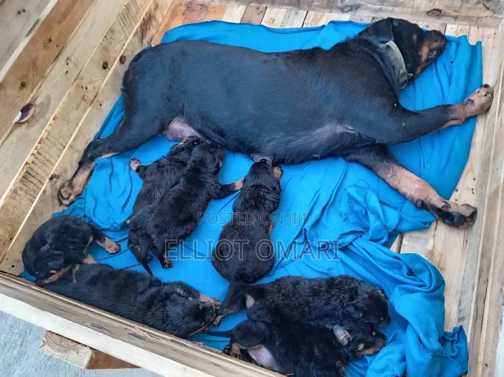 1-3 months Male Purebred Rottweiler