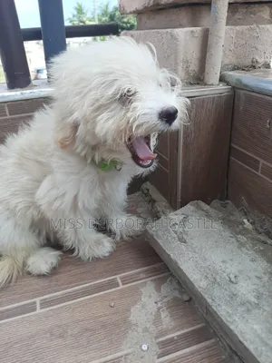1-3 months Male Purebred Poodle