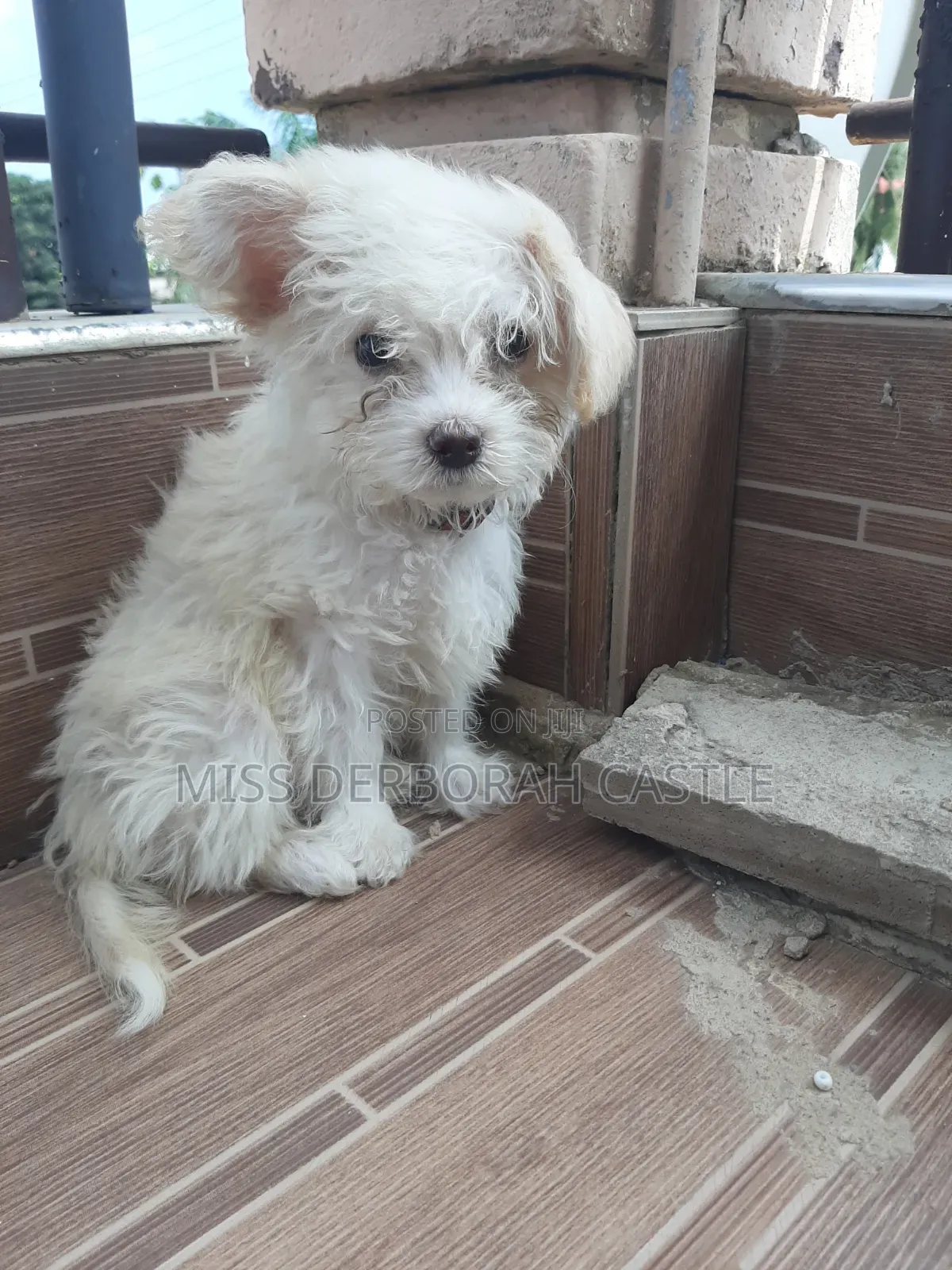 1-3 months Male Purebred Poodle