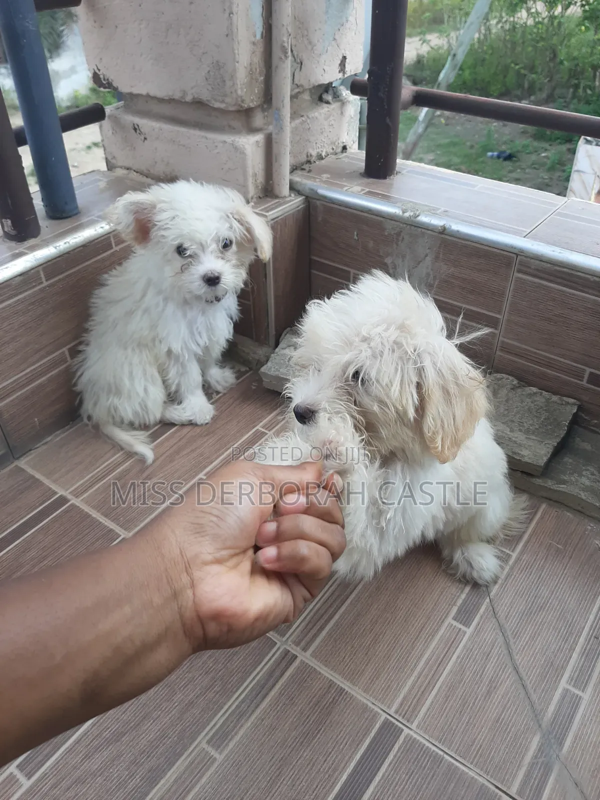 1-3 months Male Purebred Poodle