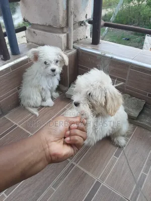 1-3 months Male Purebred Poodle