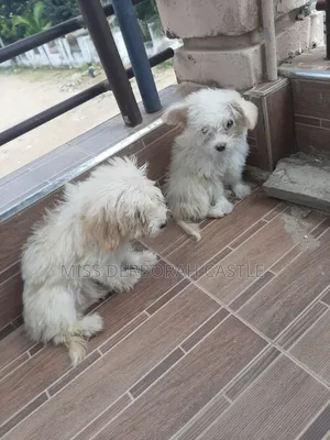 1-3 months Male Purebred Poodle