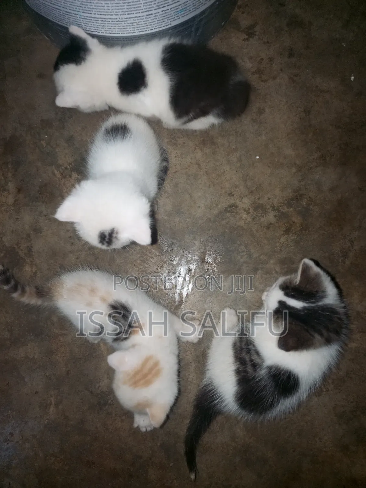 0-1 month Female Mixed Breed Persian